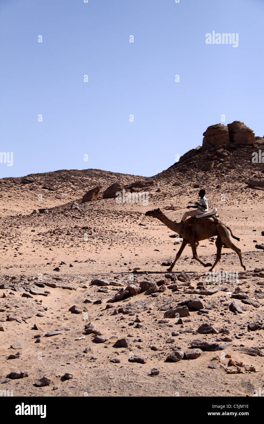 Speeding camel Stock Photo