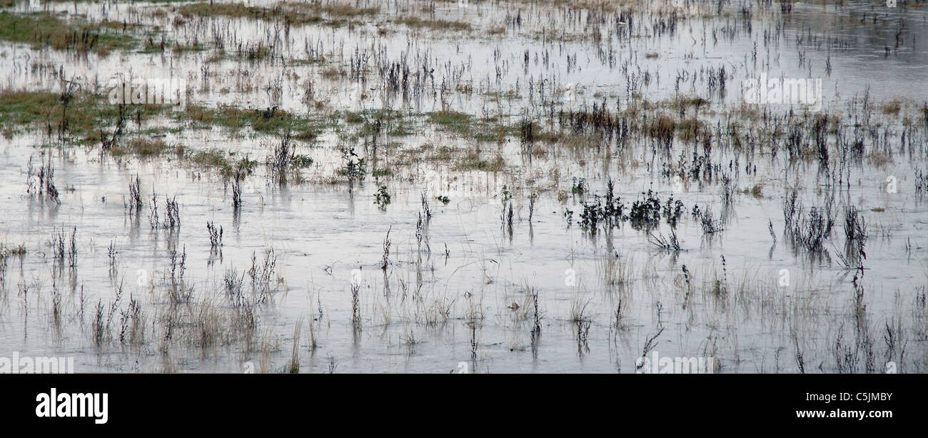 Flooded fields after torrential rain in rural Leicestershre. Grasses and fauna protruding through flood waters. Stock Photo