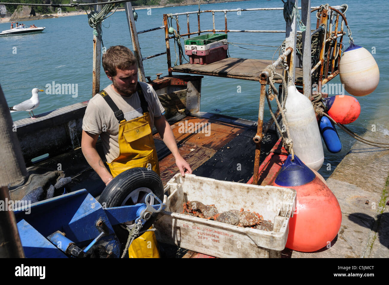 Fisherman landing a crate of spider crabs from his fishing boat Tenby