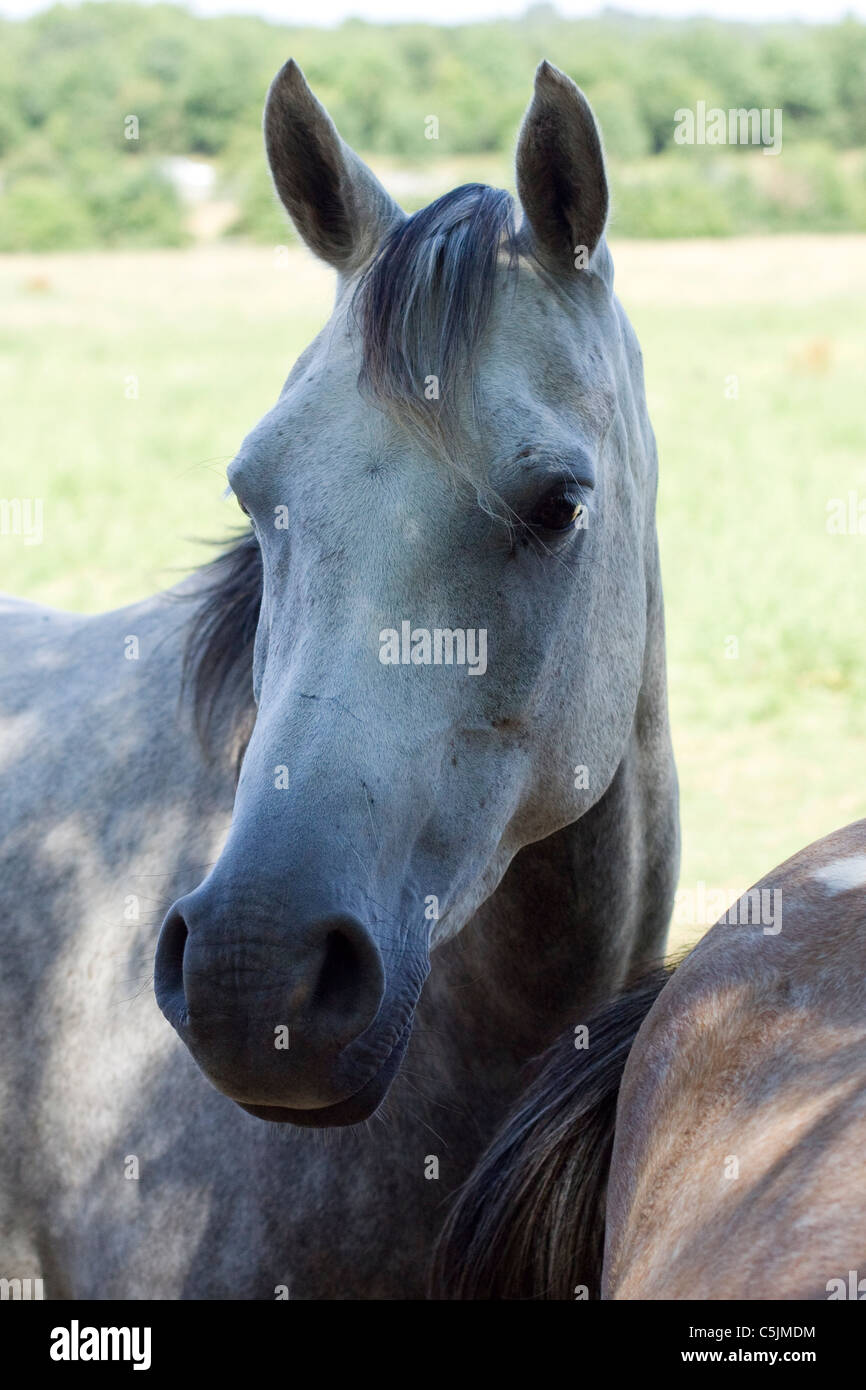 Arabian Horse in a paddock Equus ferus caballus Stock Photo