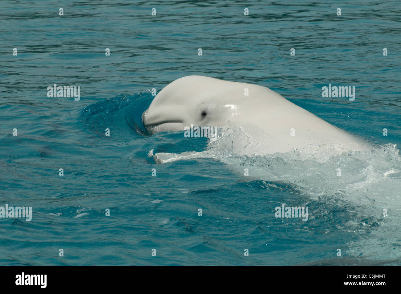 Beluga Whale (Delphinapterus leucas) Stock Photo