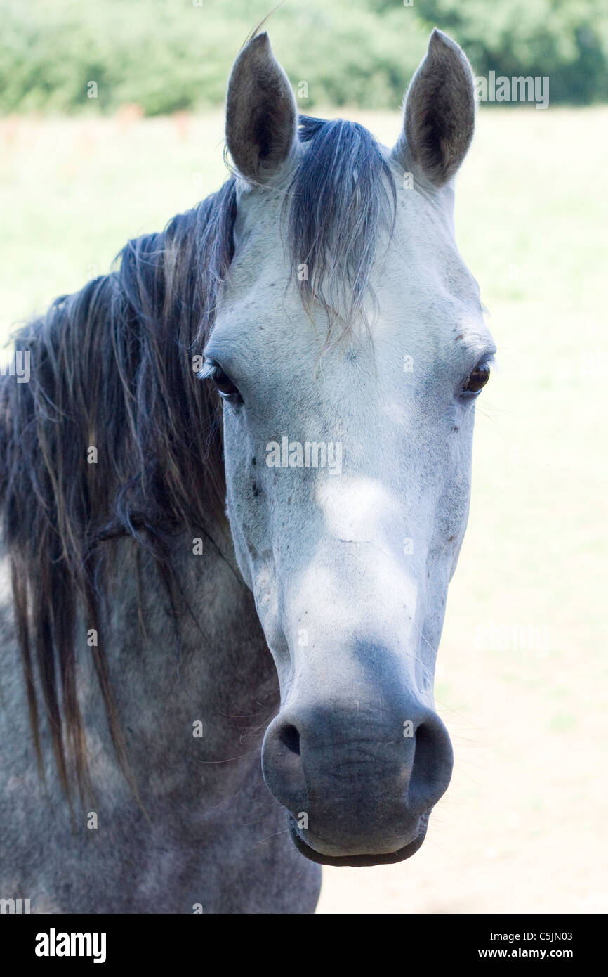 Arabian Horse in a paddock Equus ferus caballus Stock Photo