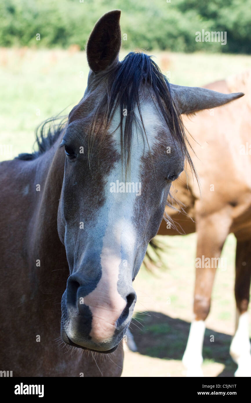 Arabian Horse  Equus ferus caballus,  Sabino horse Color Stock Photo