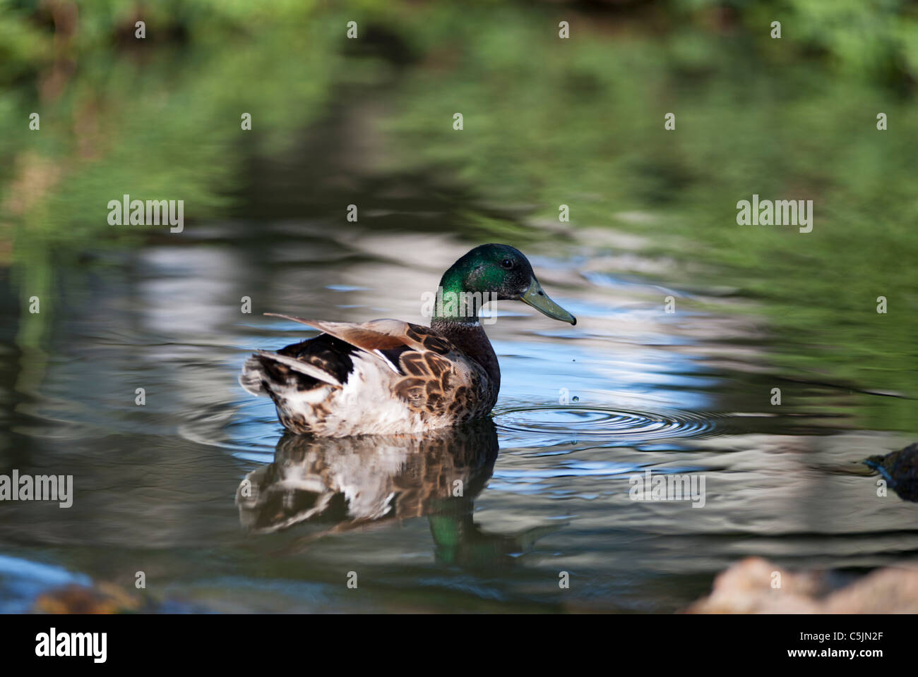 Mallard Duck swimming in a man made pond located within The Villages