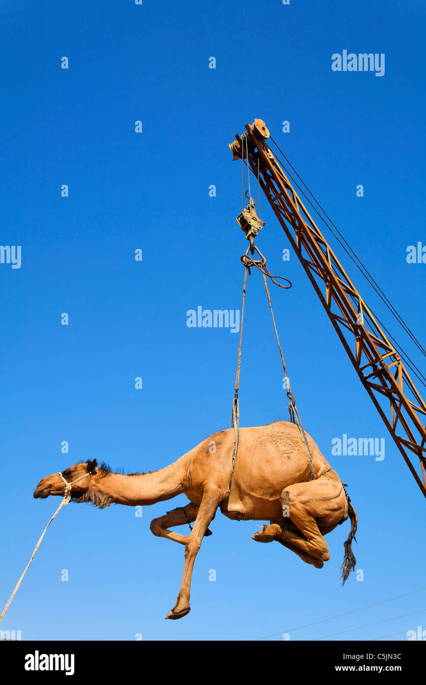 Turkmenistan Ashgabat Sunday Market Camel being hoisted into the