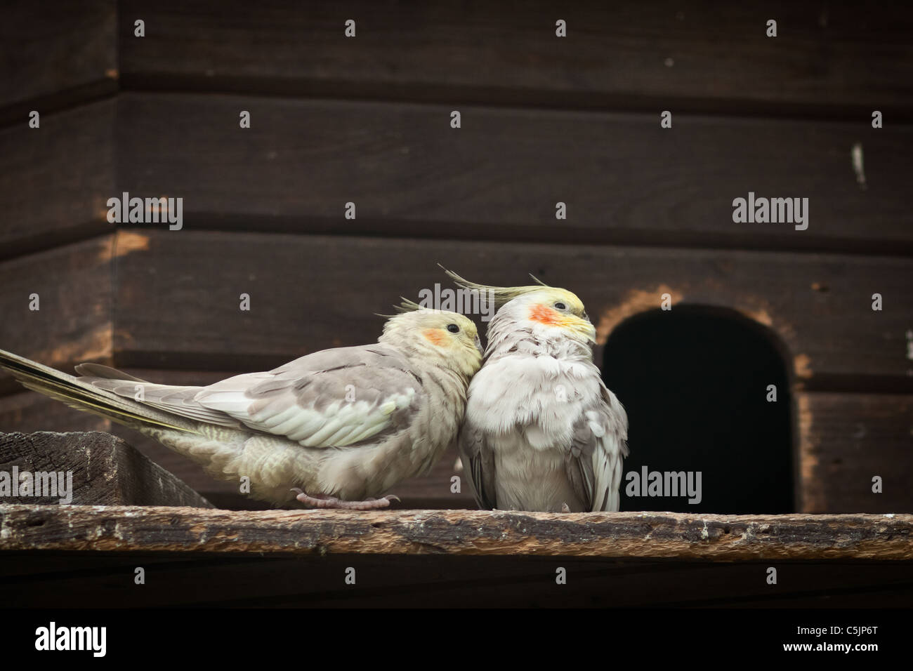 Two Birds In Conversation Stock Photo - Alamy