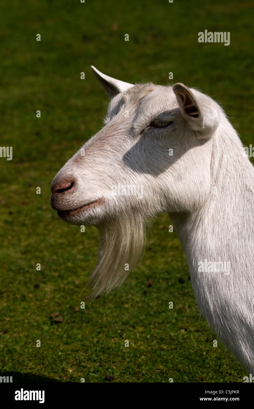 Billy goat beard hi-res stock photography and images - Alamy Billy goat beard hi-res stock photography and images - Alamy