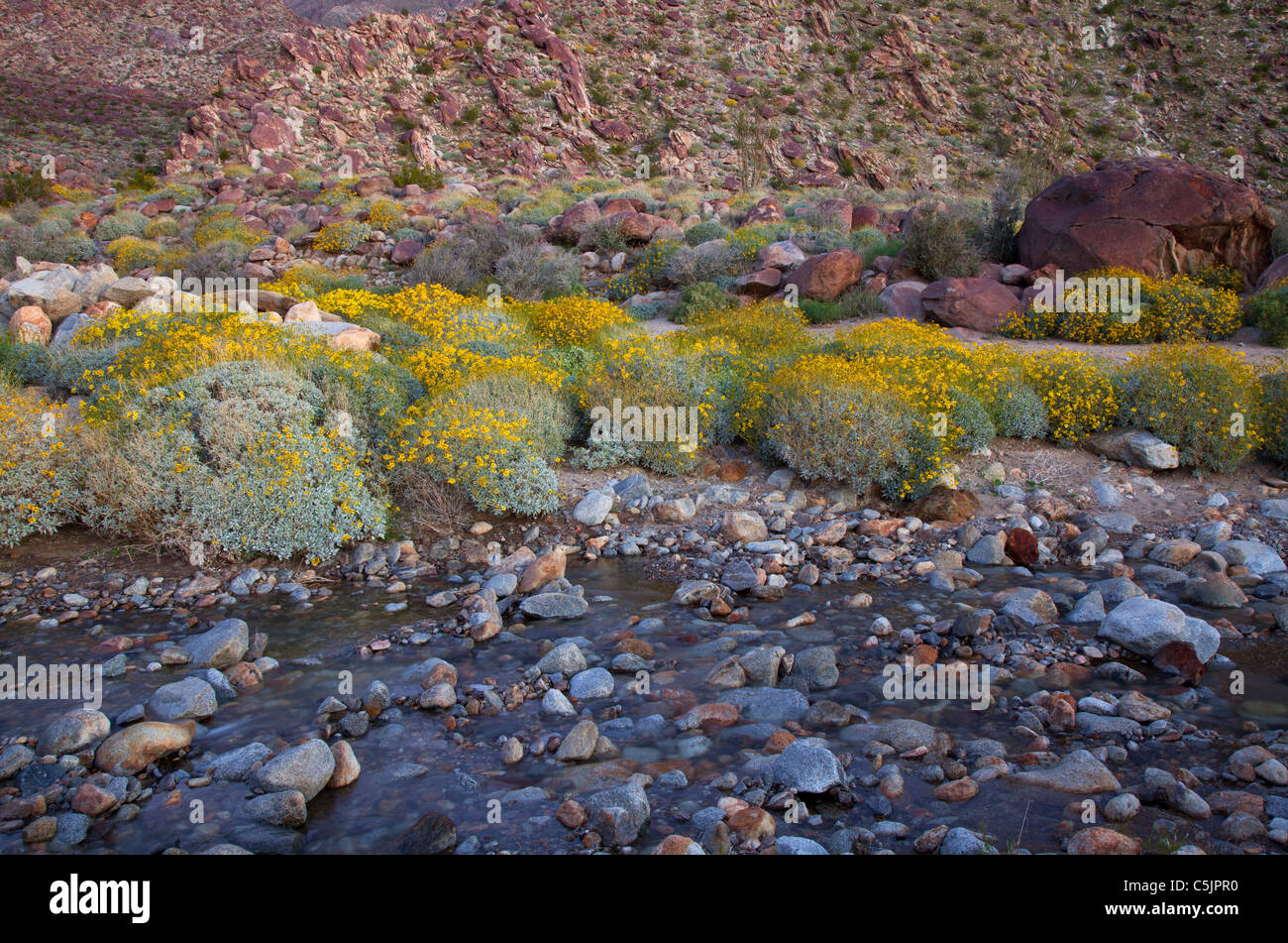 Wildflowers bloom in AnzaBorrego Desert State Park, California Stock Photo Alamy