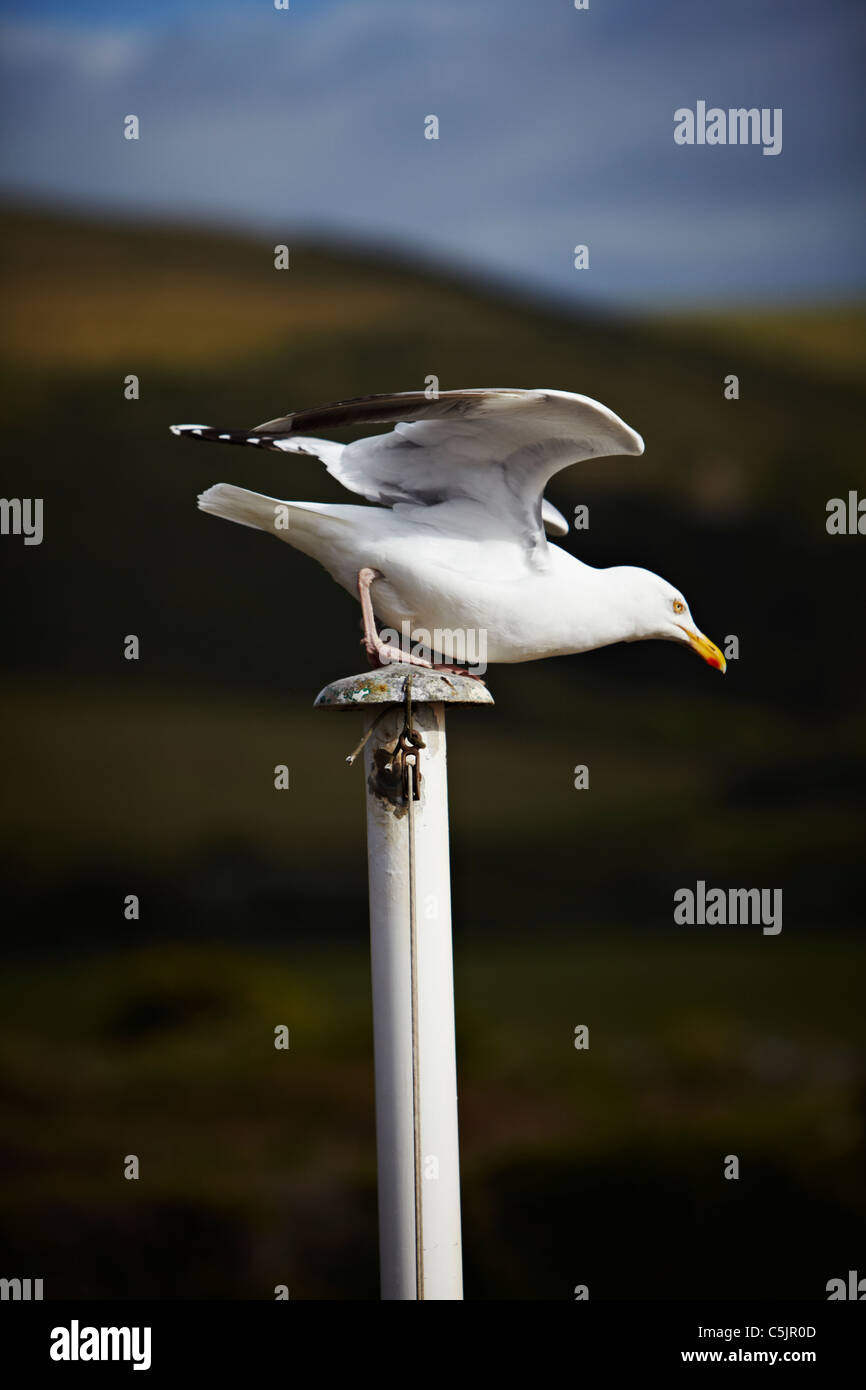 Seagull taking off Stock Photo