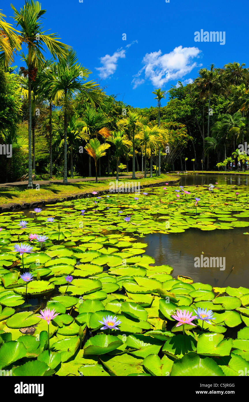 Giant leafs of the victoria amazonica lily in a pond at the Sir Seewoosagur Ramgoolam Botanic Garden, Pamplemousses, Mauritius. Stock Photo