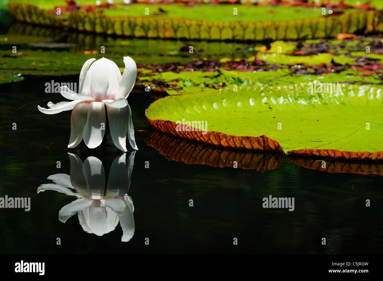 The victoria amazonica, in a pond at Sir Seewoosagur Ramgoolam Botanic Garden, Pamplemousses, Mauritius. Stock Photo