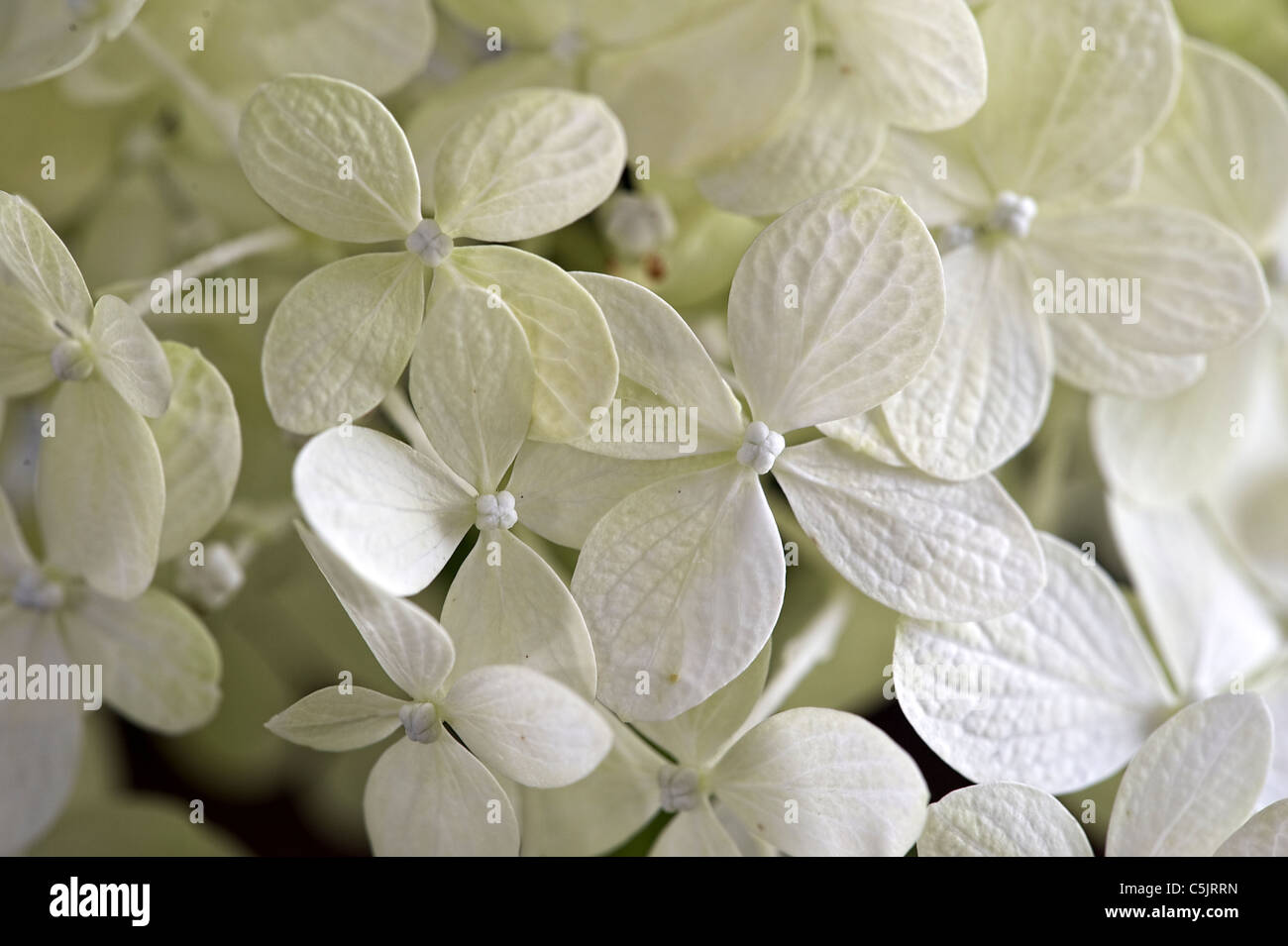 Backlit Hydrangea Close Up Stock Photo Alamy