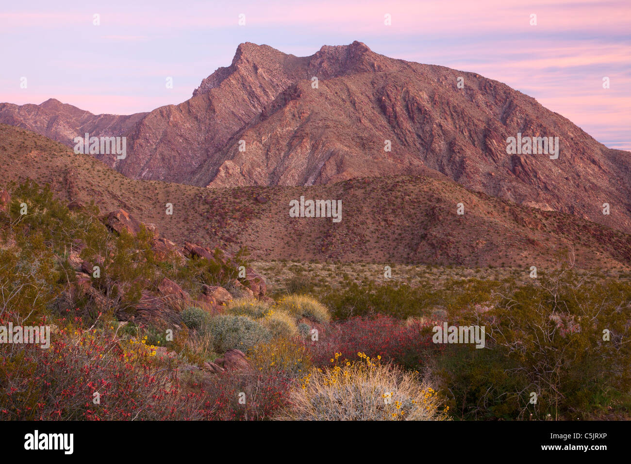 Wildflowers and Indian Head mountain, AnzaBorrego Desert State Park