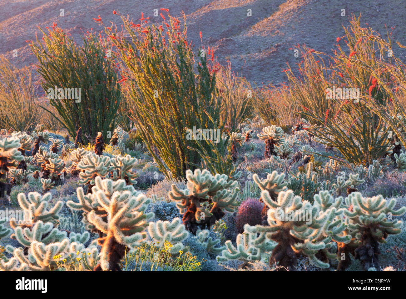 Cactus garden, Anza-Borrego Desert State Park, California. Stock Photo