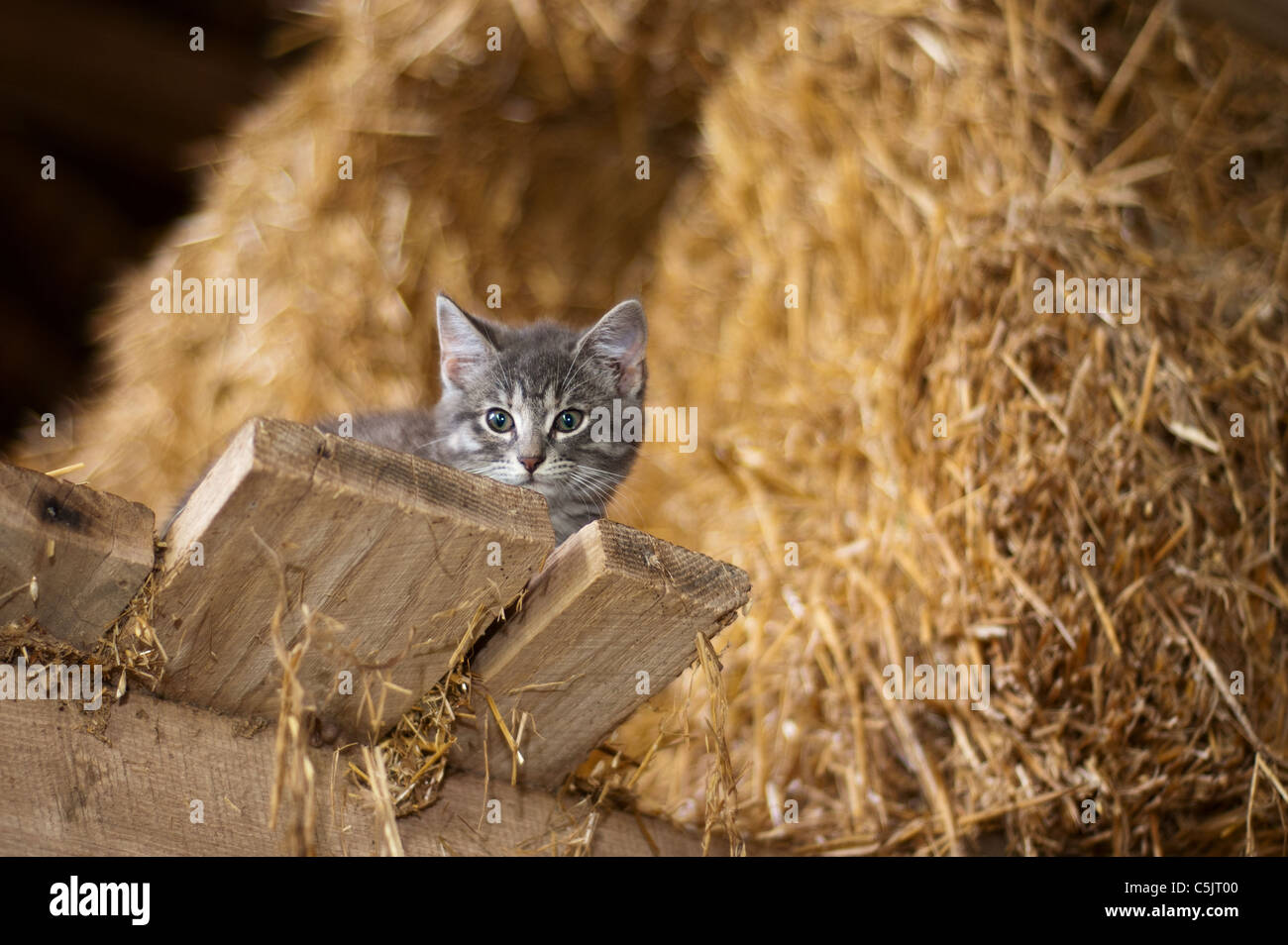 https://c8.alamy.com/comp/C5JT00/a-gray-tabby-kitten-lying-on-the-rafters-of-a-barn-surrounded-by-straw-C5JT00.jpg