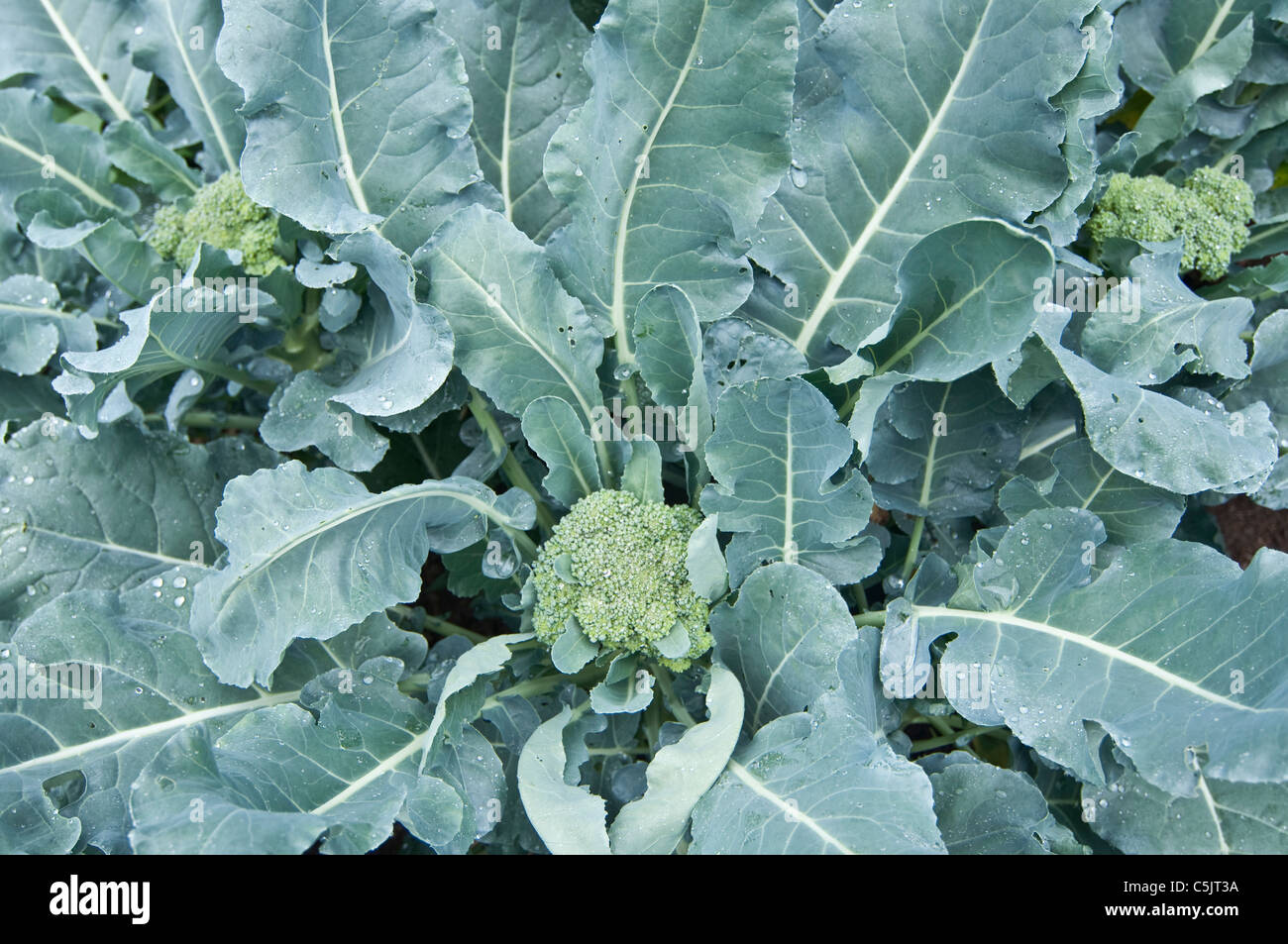 Three heads of broccoli growing in a garden in New Jersey, USA. Stock Photo
