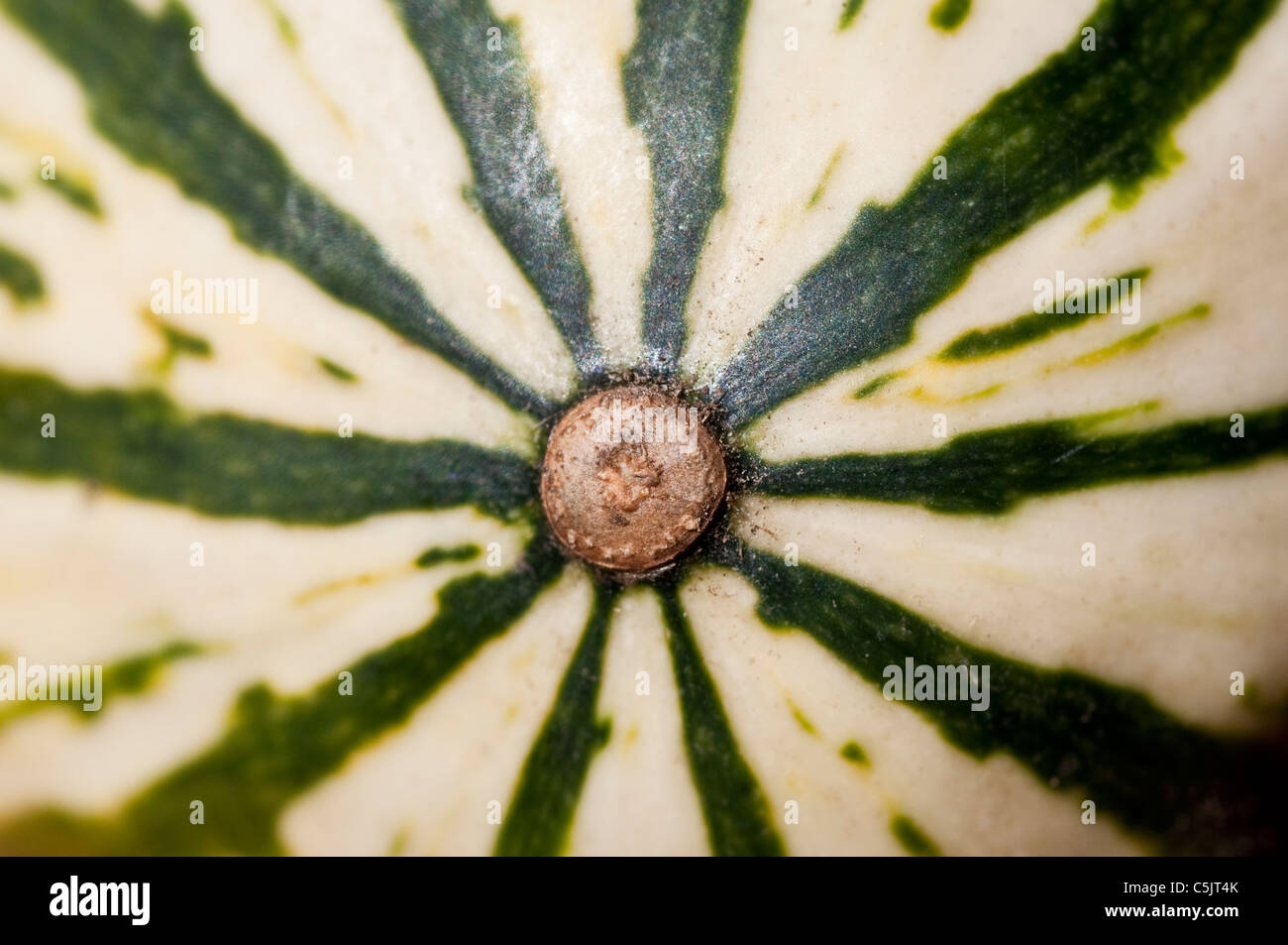 Delicata, a kind of striped winter squash, as seen from the bottom. Stock Photo