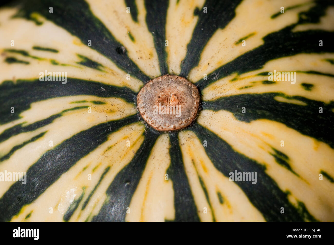 Delicata, a kind of striped winter squash, as seen from the bottom. Stock Photo