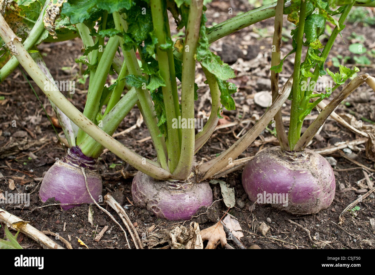 Three turnips growing in a garden. Turnips are an excellent storage crop. Stock Photo