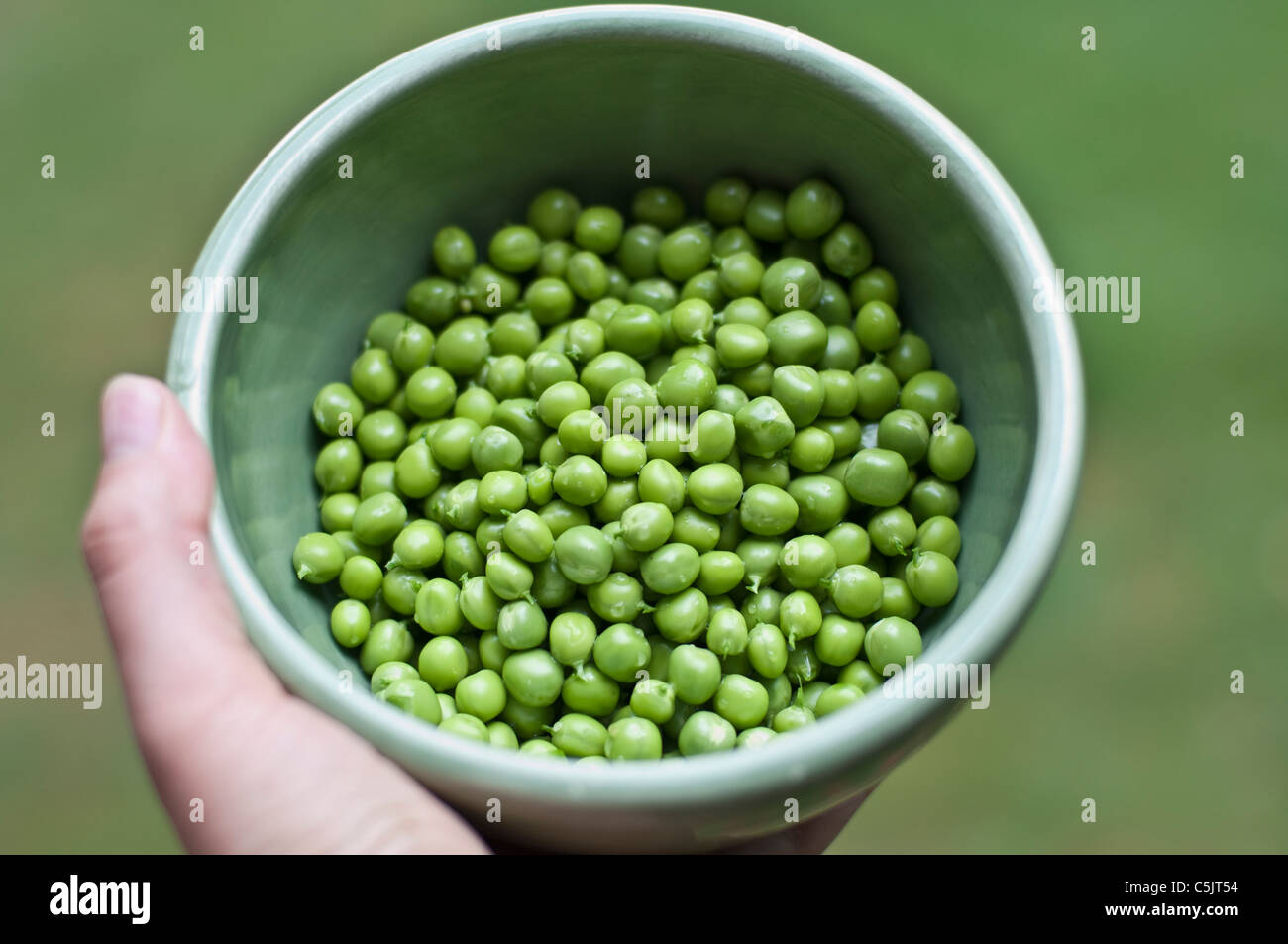 English peas, freshly picked and shelled in a green bowl. Stock Photo