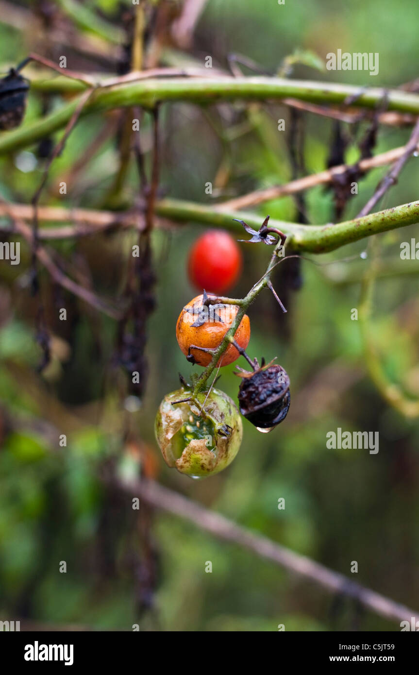 Rotting hi-res stock photography and images - Alamy