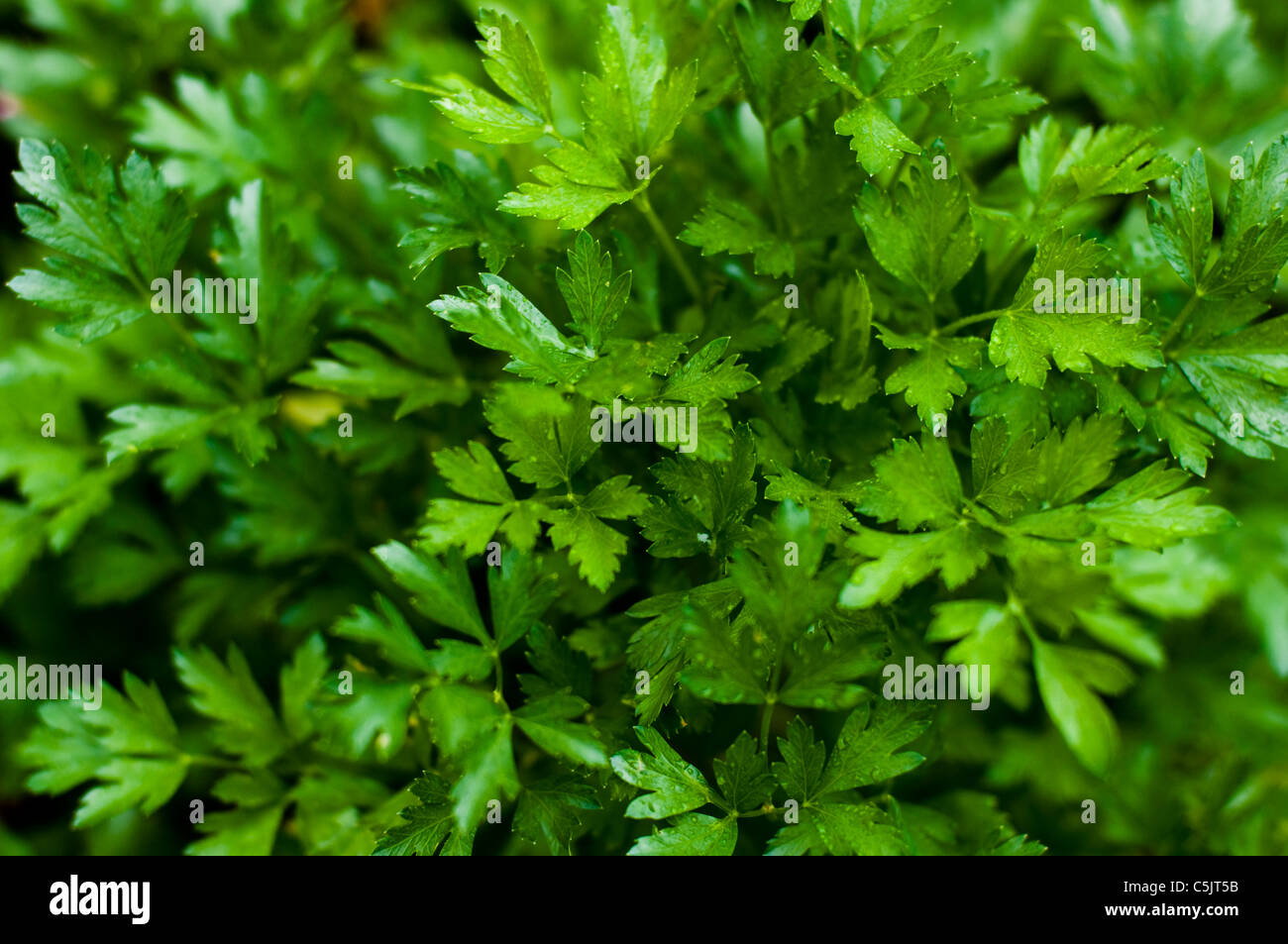 Flat leaf parsley growing on a farm. Stock Photo