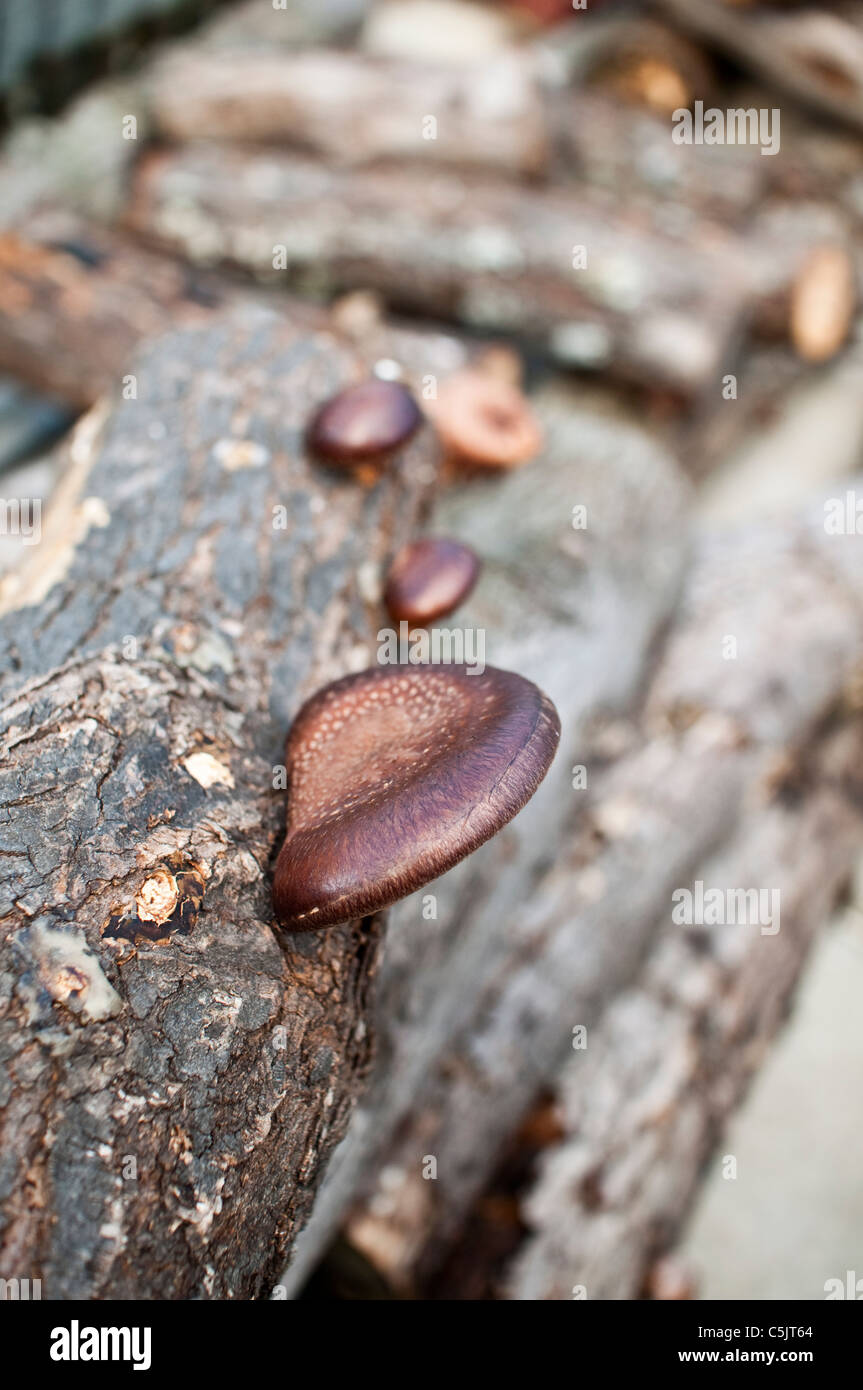 Shitake mushrooms grow on an inoculated log. Stock Photo