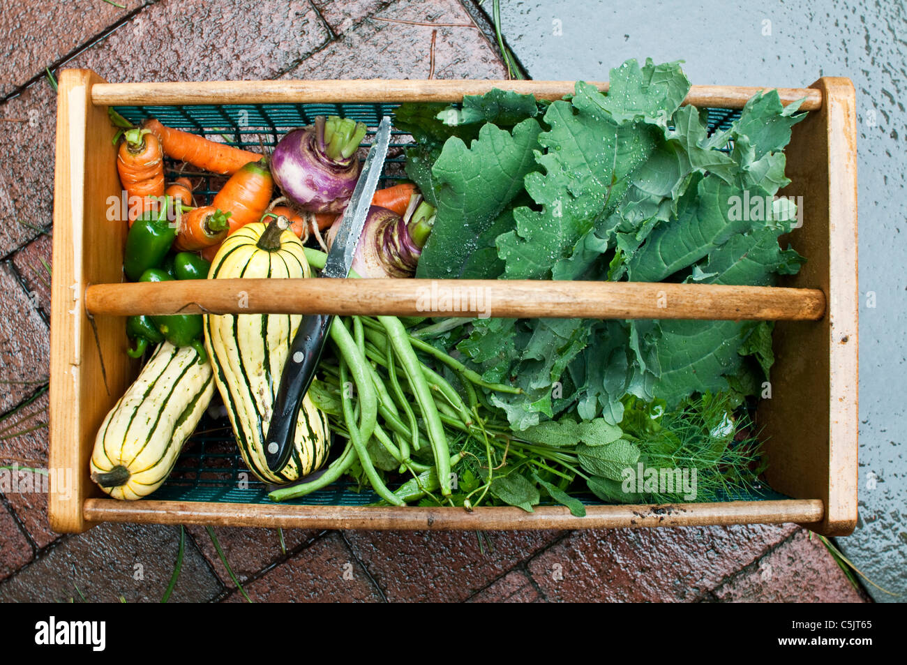 Carrots, jalapeno peppers, delicata squash, string beans, fresh herbs, kale and turnips in a garden hod. Stock Photo