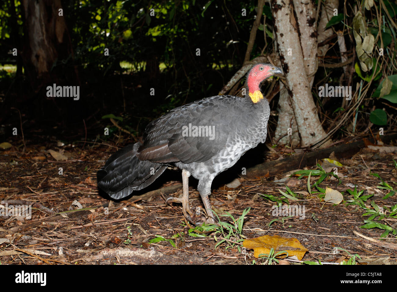 Brush-turkey - Sunshine coast, Australia. Stock Photo