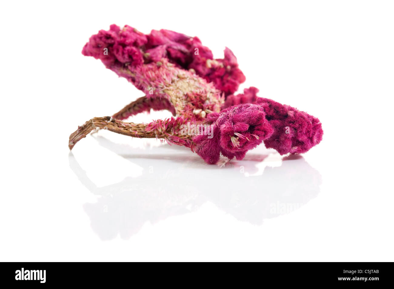 The cockscomb Cut Out Stock Images & Pictures - Alamy