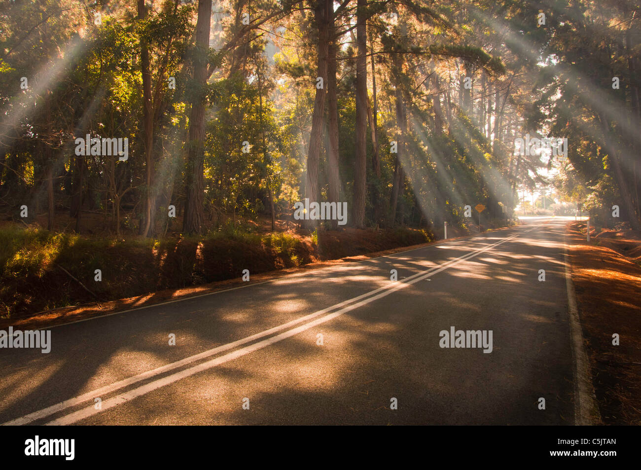 Light shaft trees hi-res stock photography and images - Alamy
