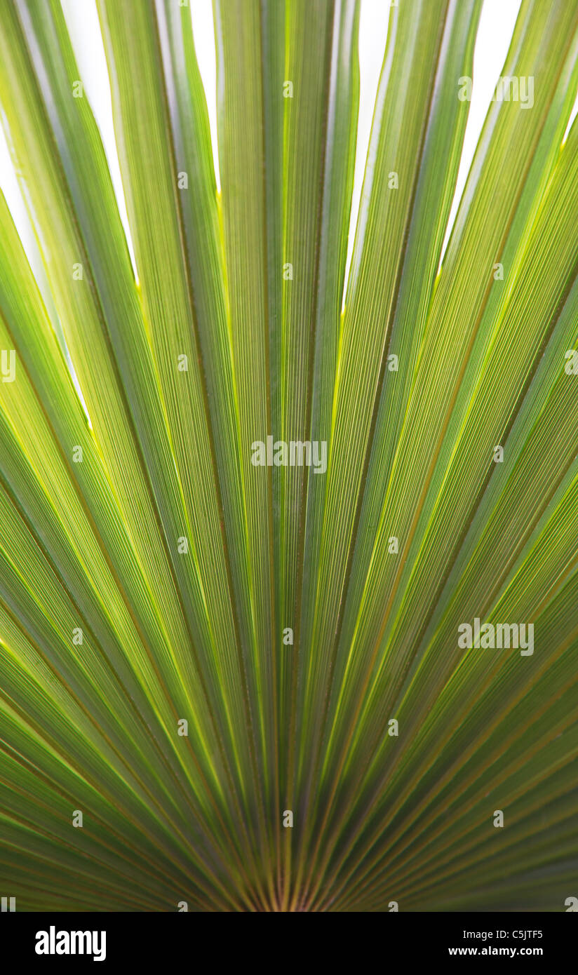 Details of a palm leaf, texture and shape. Stock Photo