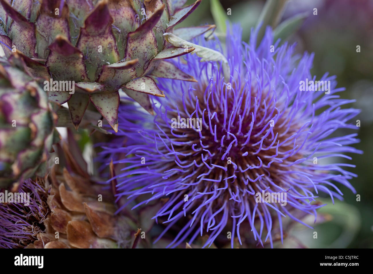 Bright purple flowering cardoon at Ferry Building farmer's market ...