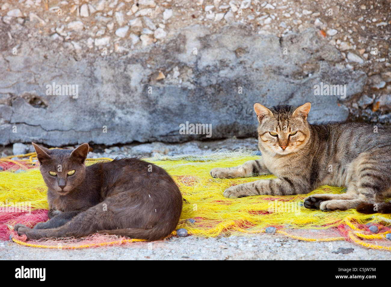 Feral cats sat on fishing nets at the harbour in Skala Eresou, Lesbos, Greece. Stock Photo