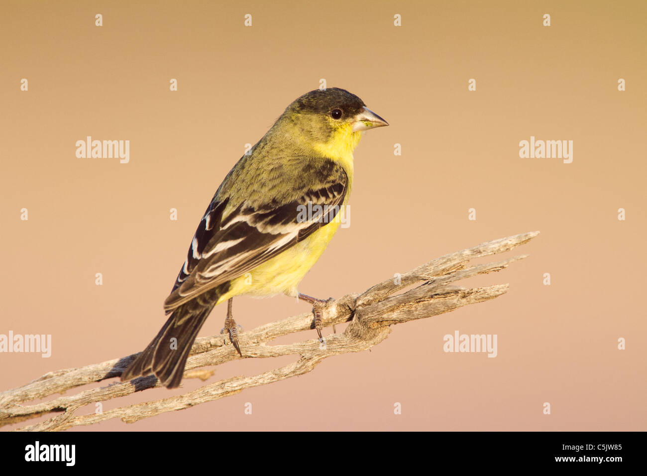 Lesser Goldfinch, Near Fountain Hills and East of Phoenix, Arizona. Stock Photo