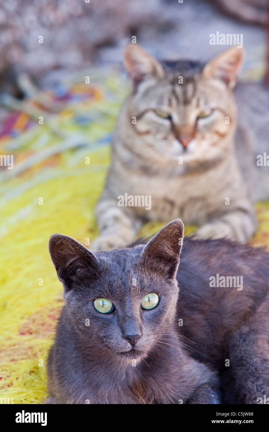 Feral cats sat on fishing nets at the harbour in Skala Eresou, Lesbos, Greece. Stock Photo
