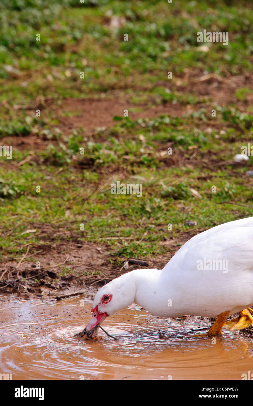 During a mouse plague in Victoria, Australia, even ducks can be seen