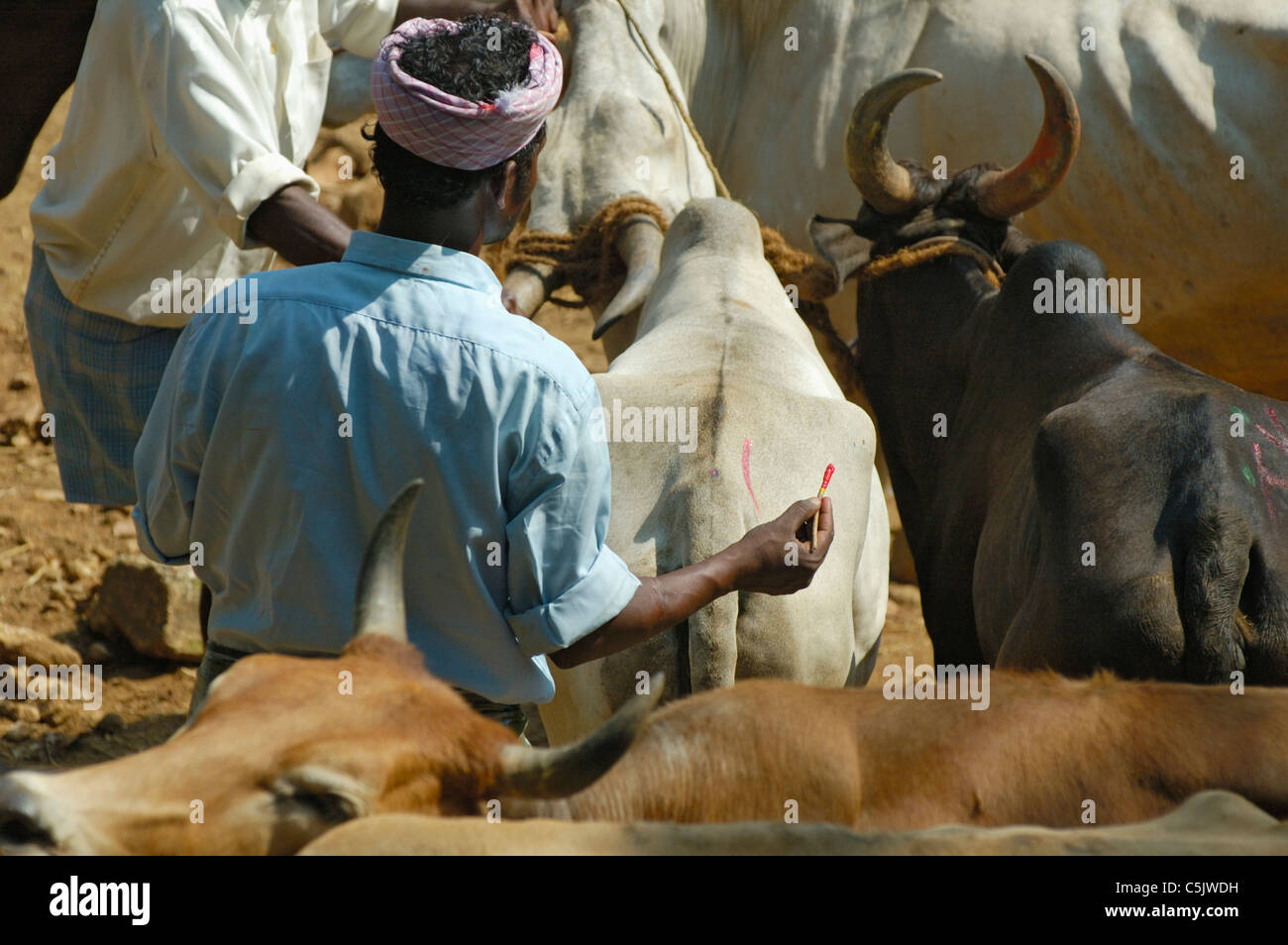 India, Kerala 2005. Cattle market between Kottayam and Kumily. No releases available. Stock Photo