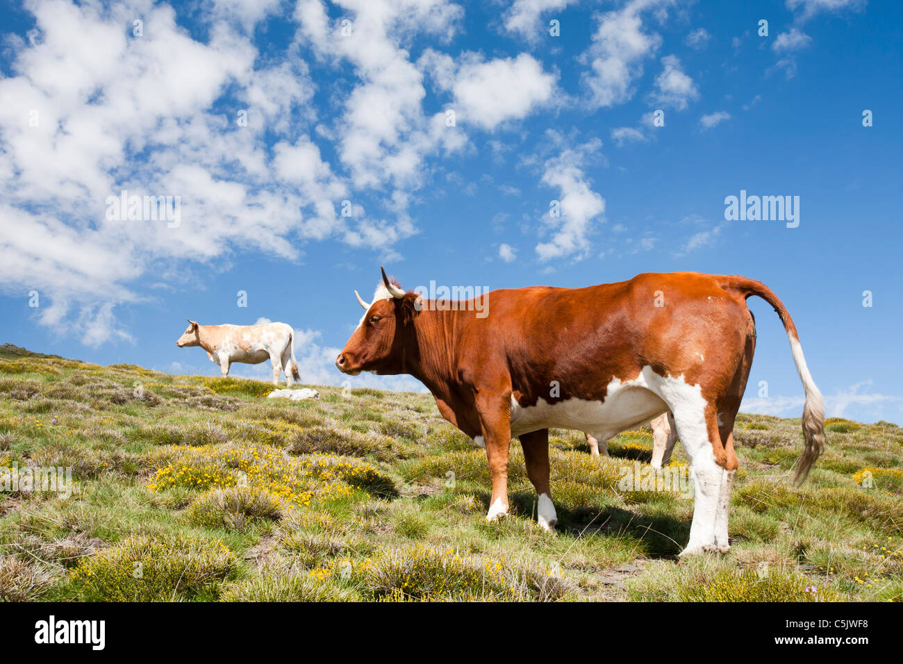 Are Cows Feet Safe For Dogs