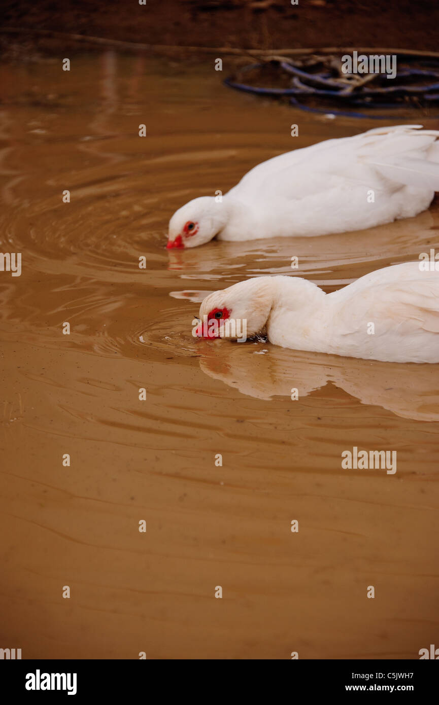 Ducks play in a farmyard puddle Stock Photo Alamy