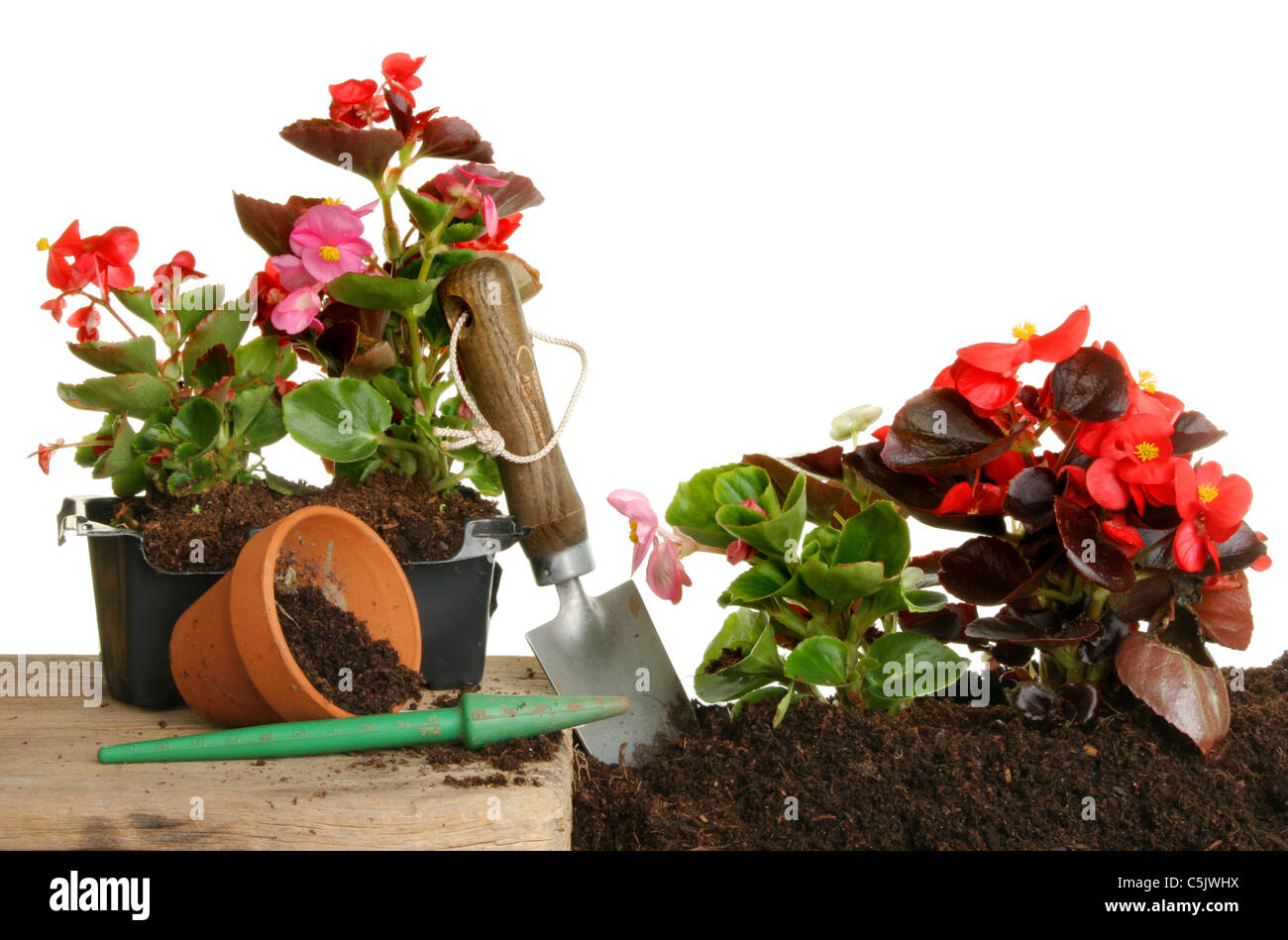 Bedding begonia hires stock photography and images Alamy