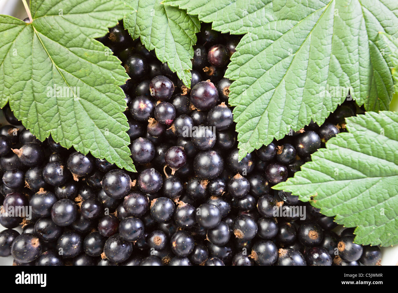 Botanical illustration of black currant hi-res stock photography and images  - Page 2 - Alamy