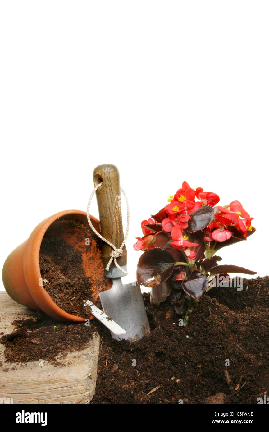 Bedding begonia hires stock photography and images Alamy