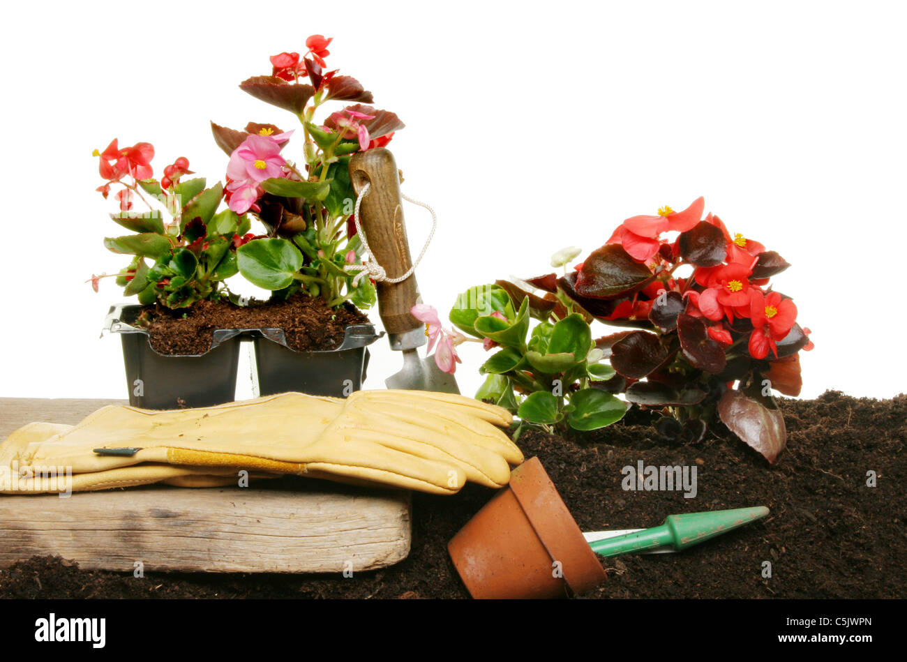 Planting Summer bedding plants from pots into soil with gardening gloves and tools Stock Photo