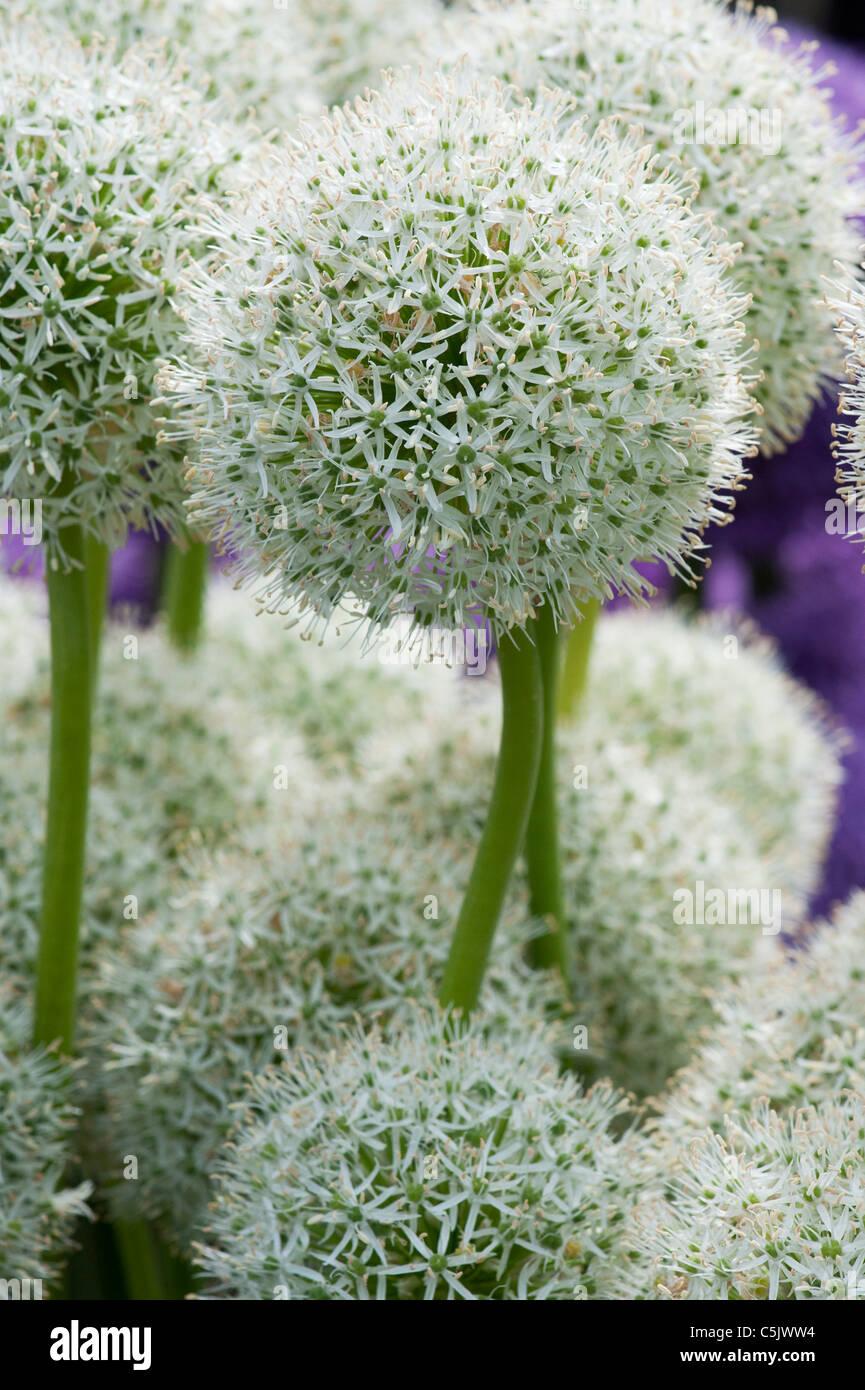 Allium 'Mount Everest' flowers Stock Photo