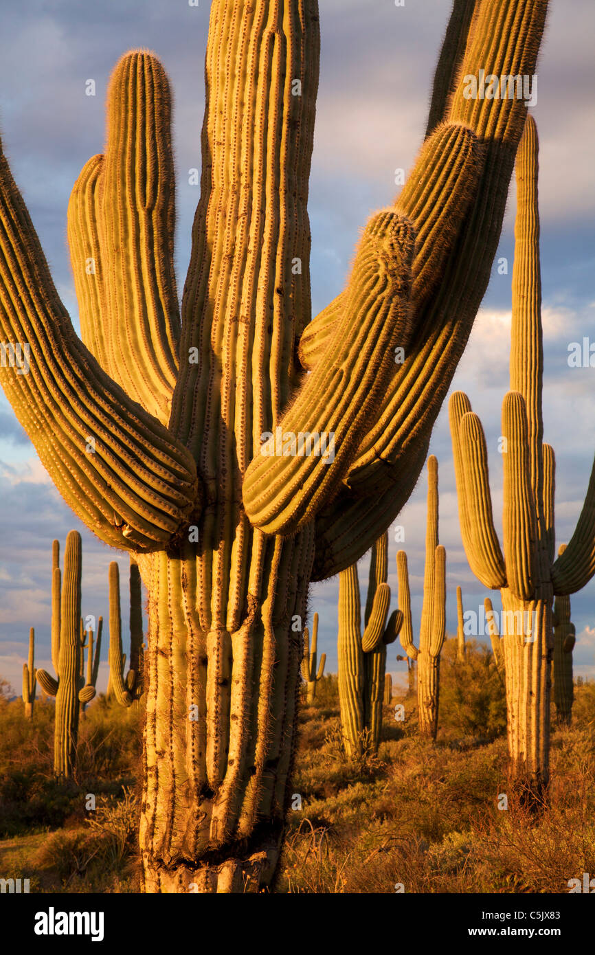 Saguaro cactus, Tonto National Forest, East of Phoenix, Arizona Stock