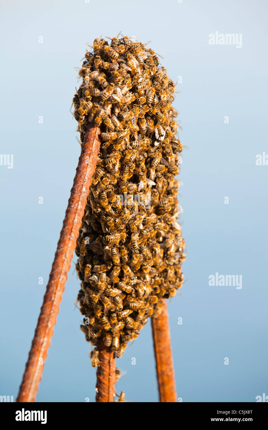 A swarm of honey bees in Skala Eresou, Lesbos, Greece. Stock Photo