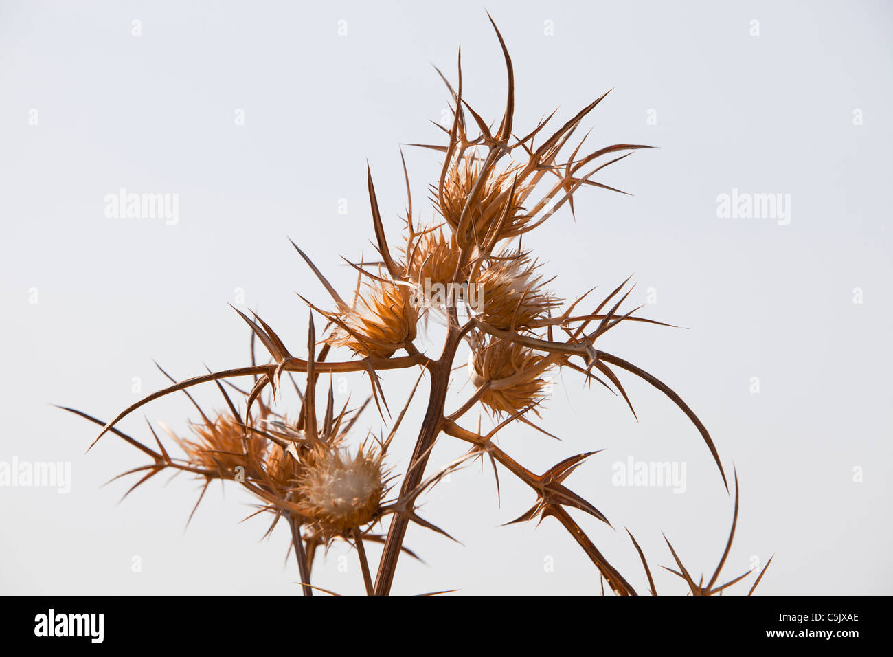 Dried thistle heads on Lesbos, Greece. Stock Photo