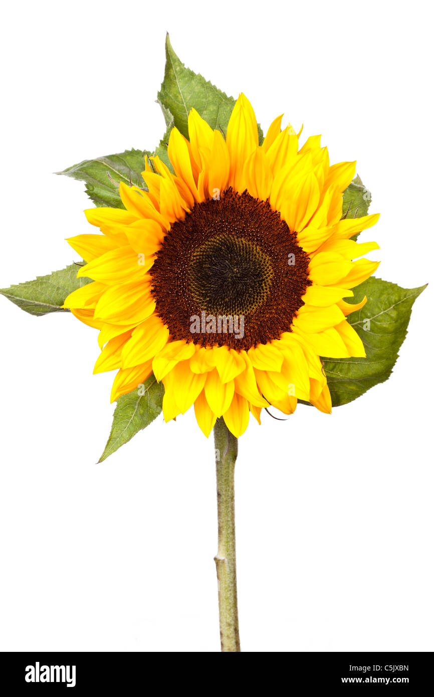 Single sunflower Stem Stock Photo