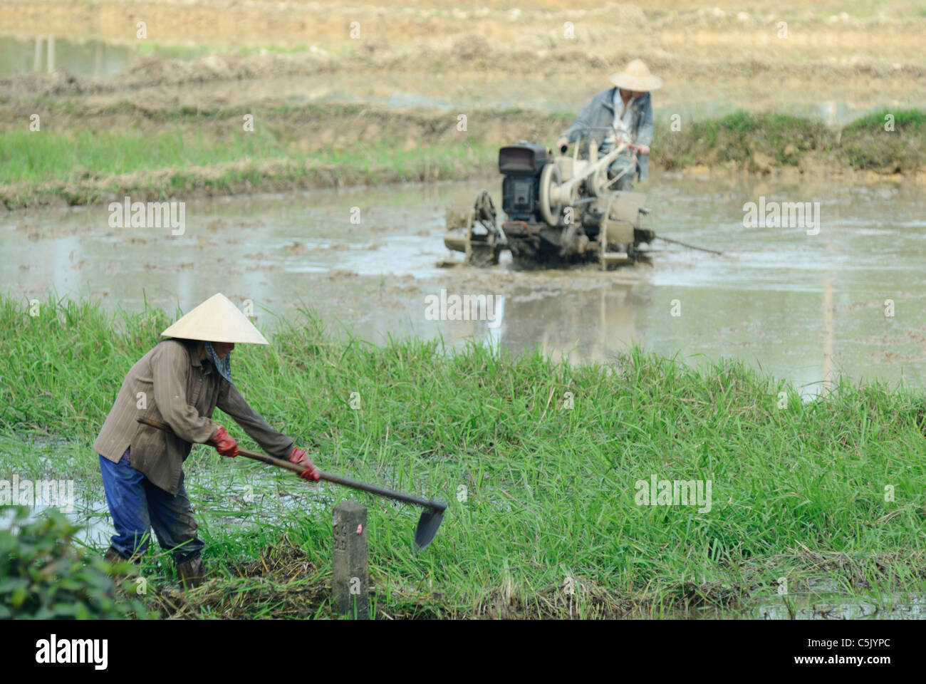 Asia, Vietnam, Hue. Vietnamese farmers working in the field Stock Photo ...